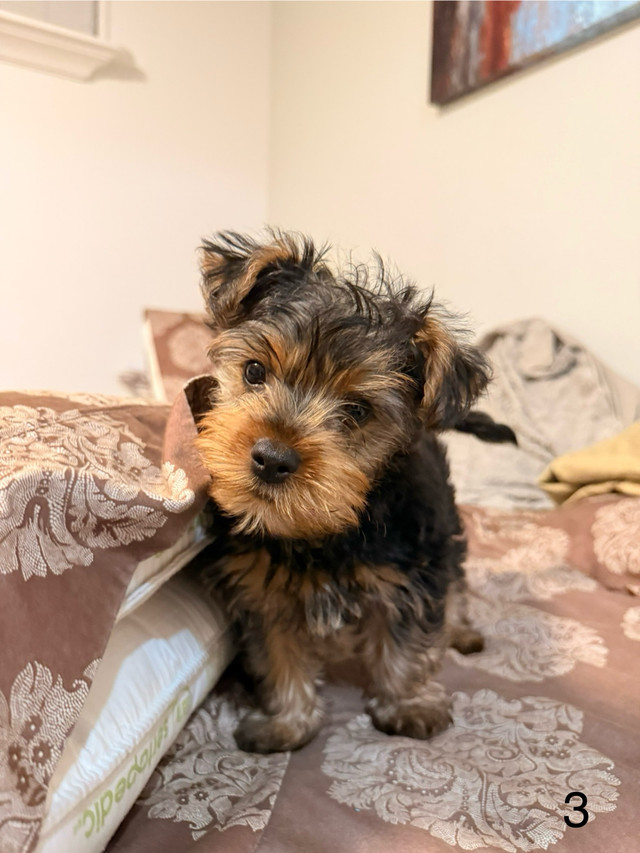 Yorkshire Terrier Puppies in Dogs & Puppies for Rehoming in Markham / York Region