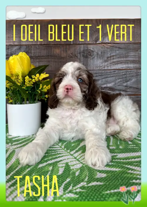 Nous avons de splendides chiots cockapoo F1 disponible pour la réservation. Nos chiots seront prêts...