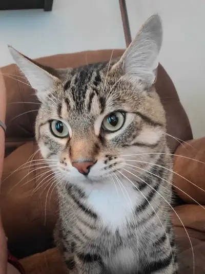 2 year old Kitty  , View more