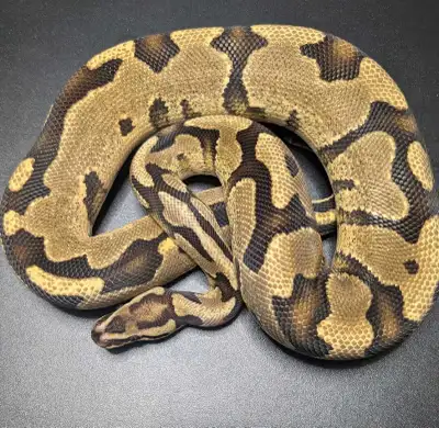 male ball python, View more