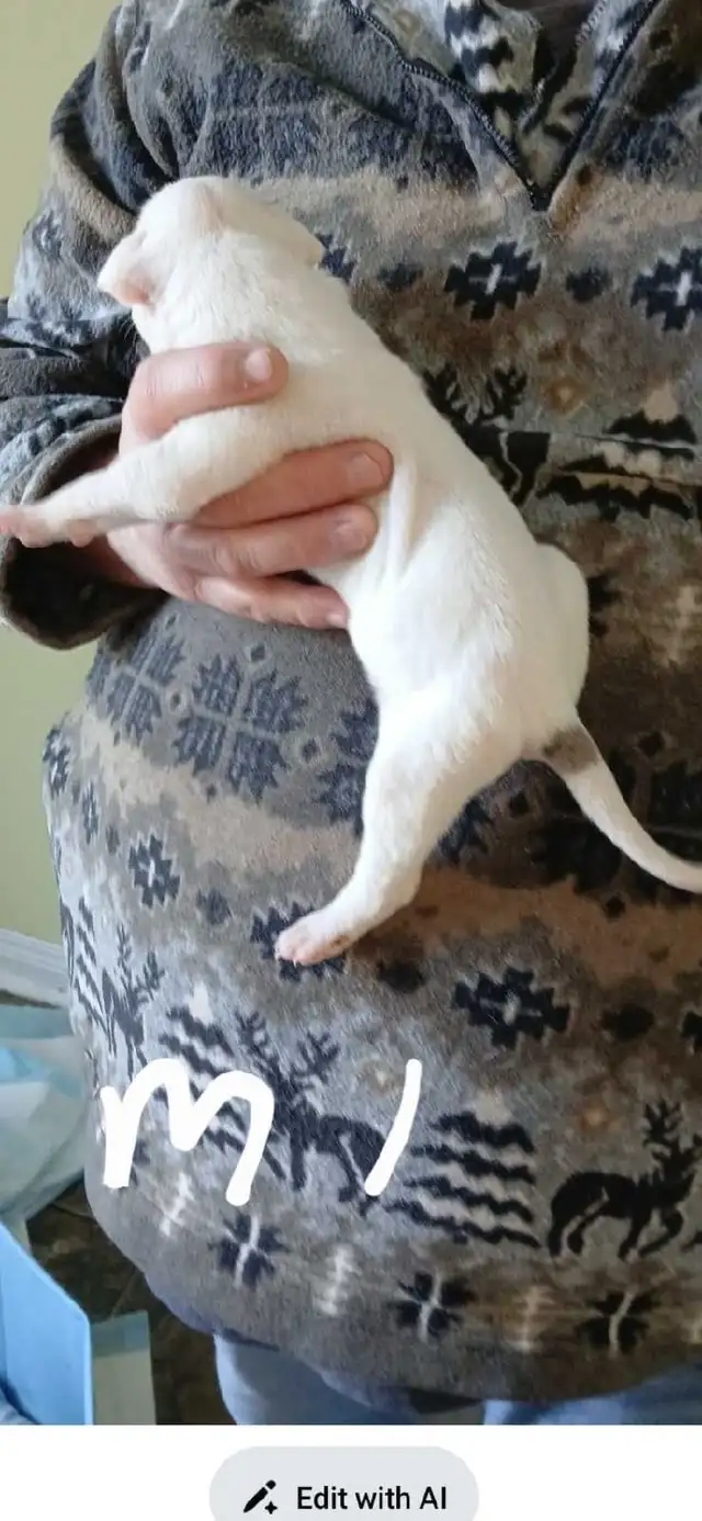 American bulldog puppies  in Dogs & Puppies for Rehoming in Fredericton - Image 8