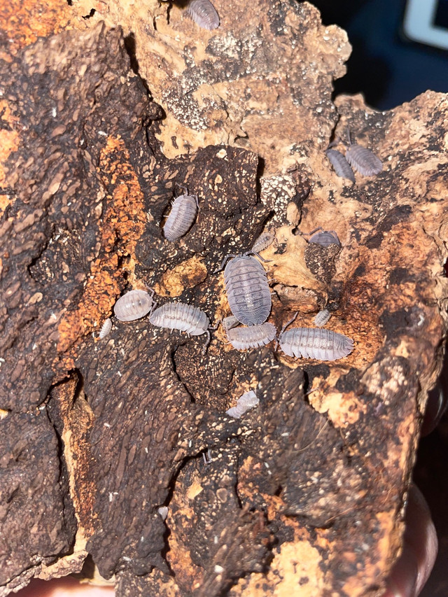 Armadillidium peraccae isopods in Reptiles & Amphibians for Rehoming in Gatineau - Image 2