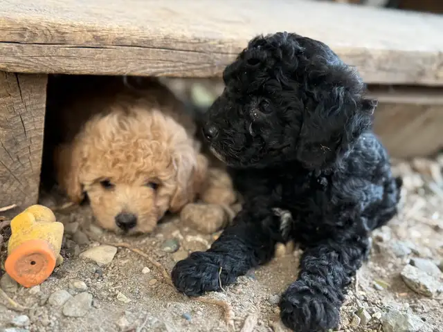 Poodle puppies in Dogs & Puppies for Rehoming in Penticton - Image 9