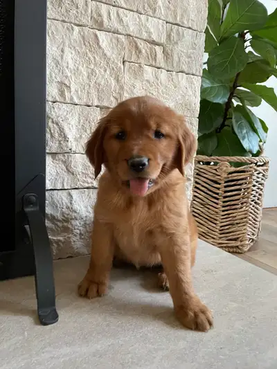 Purebred Dark Golden Retriber Puppies, View more