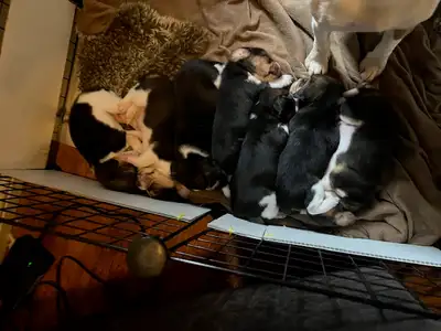 Beagle Puppies, View more