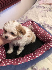 Toy poodle x toy spaniel puppy Vet checked