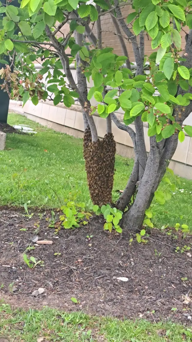 Bee swarm468681996255242240