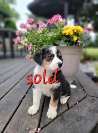 Puppies For Sale, View more