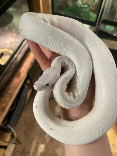male BEL python, View more