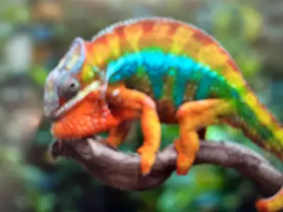 BEAUTIFUL MALE PANTHER CHAMELEONS, View more