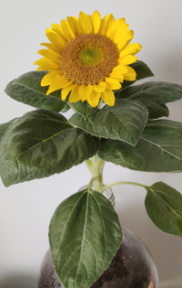 [Pre-Order Now Available] - Sunflower Jar
