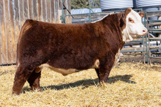 Yearling Bulls for Sale (Rocky Mountain House) in Livestock in Red Deer - Image 2