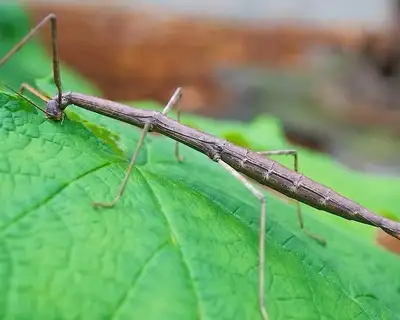 Stick Bugs, View more