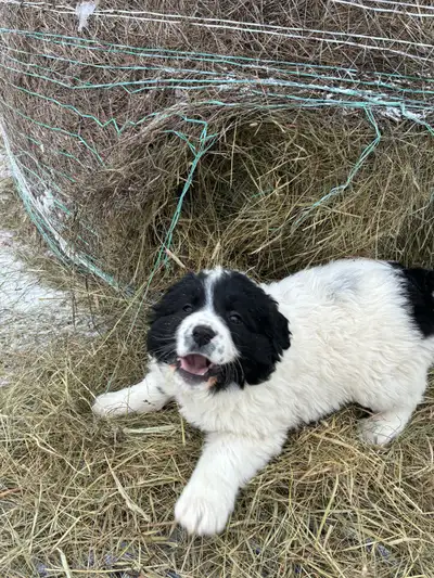 Great Pyrenees × Lagotto Puppies, View more