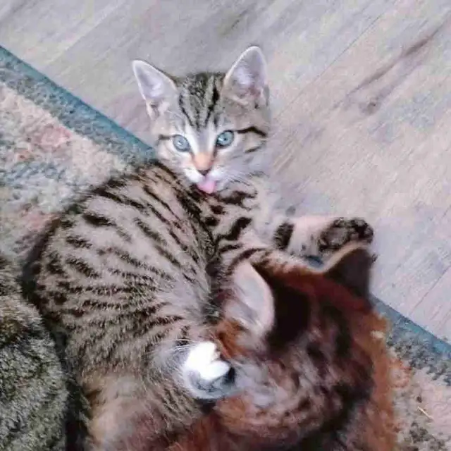 KITTIES !! Needing reliable homes!! in Cats & Kittens for Rehoming in Ottawa - Image 4