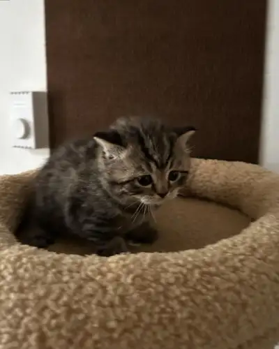 British Shorthair Kittens (Cinnamon & Chocolate Carrier), View more
