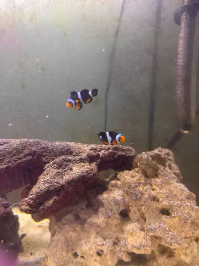 selling my salt water aquarium with fish , View more