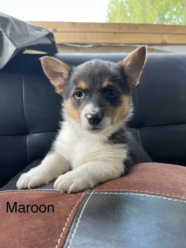 Pembroke Welsh Corgi in Dogs & Puppies for Rehoming in City of Toronto - Image 5