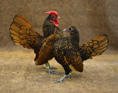 Sebright Chicks, View more