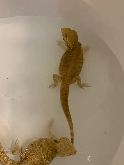 1 year old male bearded dragons for sale $100, View more