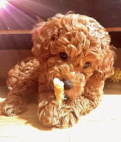 MINIATURE POODLE PUPPIES BEST CHRISTMAS GIFT, View more