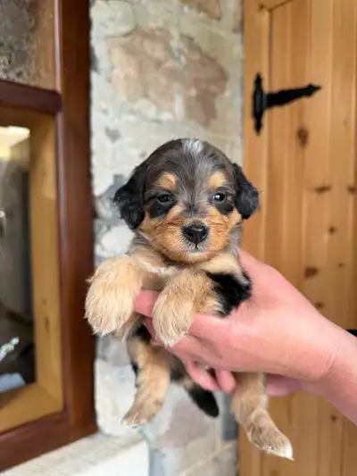 Outstanding F2 Mini Bernedoodle Puppies, View more
