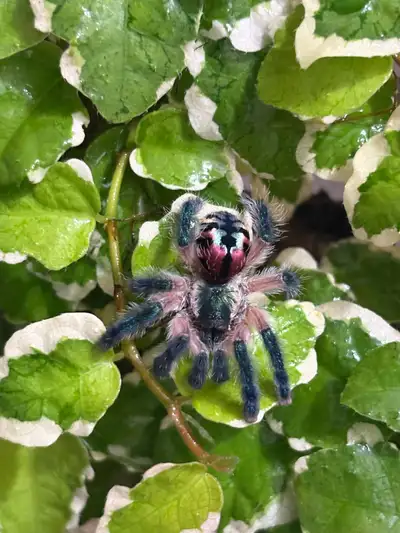 T. seladonia - Brazilian Jewel UNSEXED , View more