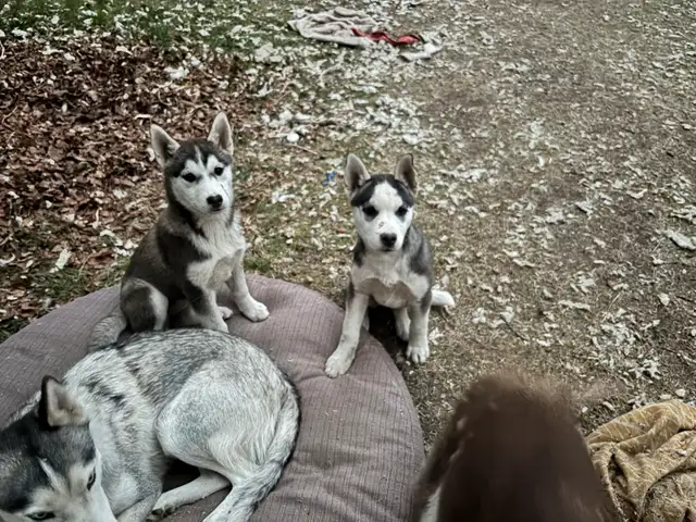 Huskey x  pups in Dogs & Puppies for Rehoming in Dawson Creek - Image 6