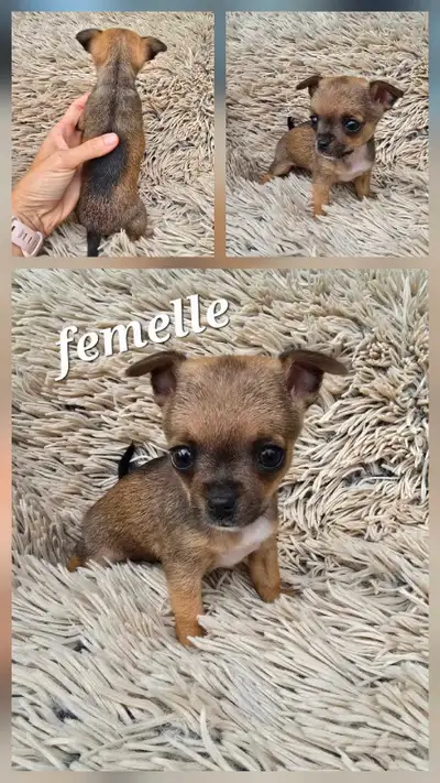 chihuahua puppies, View more