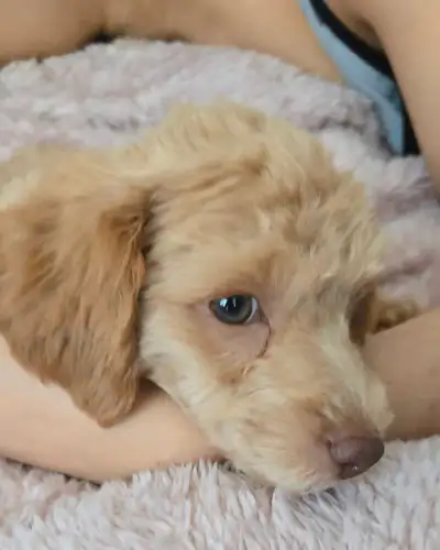 Rare Toy Poodle + Complete Starter Kit, View more