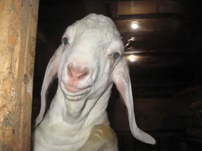 Quality goats for sale .Savanna /Boer /and cross, View more