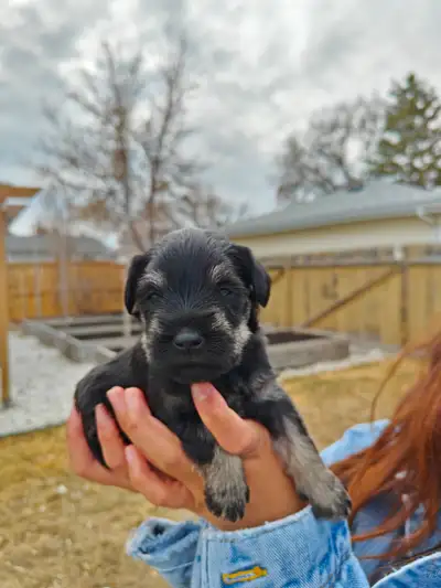 Purebred Miniature Schnauzer Puppies — Limited Availability, View more