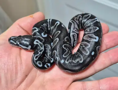 Ball Python availability, View more