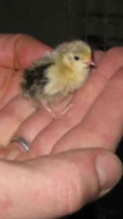 Baby Serama chicks $25., View more