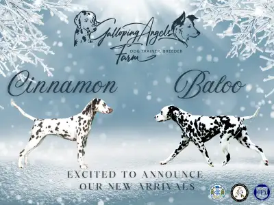 CKC Reg Dalmatian Puppies *Health Tested Show Lines*, View more