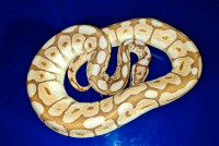 Lesserbee poss. het g-stripe male ball python