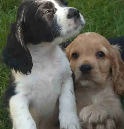 chiots cocker anglais, View more