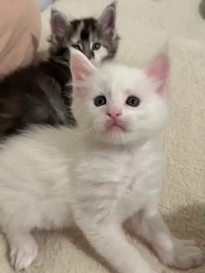 Vancouver – 5 Maine Coon kittens available for reservation, View more
