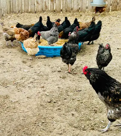Laying Hens- Start Your Flock!, View more