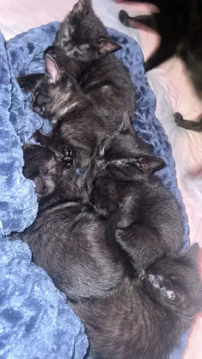 These adorable little balls of fluff are looking for their forever homes! These domestic shorthair k...
