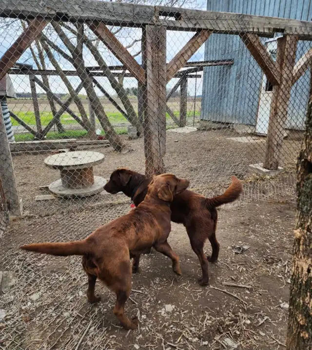 labradors chocolats in Dogs & Puppies for Rehoming in Drummondville - Image 3