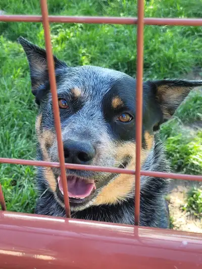 4 Year Old Male Blue Heeler, View more