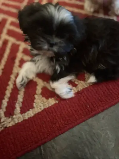 I have 1 beautiful male ready to be rehomed he is black with stricks of chocolate brown and white ma...