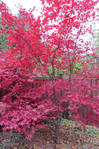 Japanese Maple Seeds Available 10 Seeds for $5 Shipping /Pick up