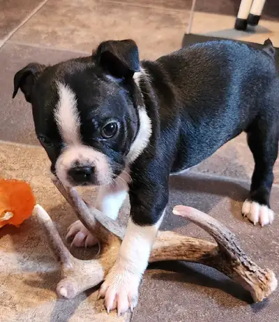 Reduced  price for one week only! Boston Terrier Puppies, View more