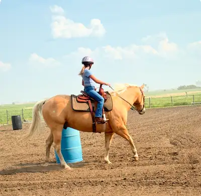 ISO broke horse for advanced beginner, View more