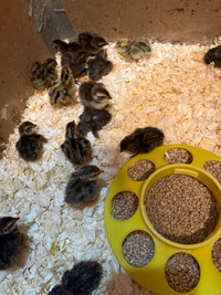 Quail chicks for sale