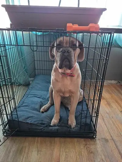 English Mastiff for Rehoming , View more