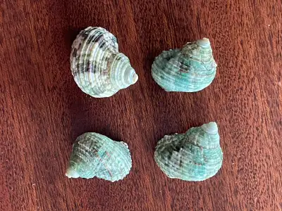 Green Turbo Seashells, View more