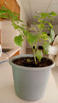 Organically Grown Pepper Plant
